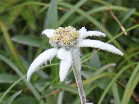 Leontopodium hayachinense