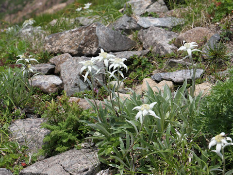 Leontopodium hayachinense