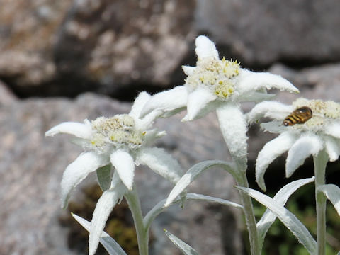 Leontopodium hayachinense