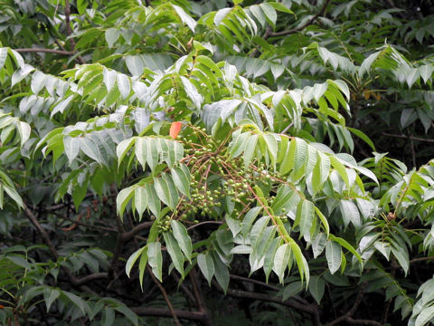 Rhus succedanea