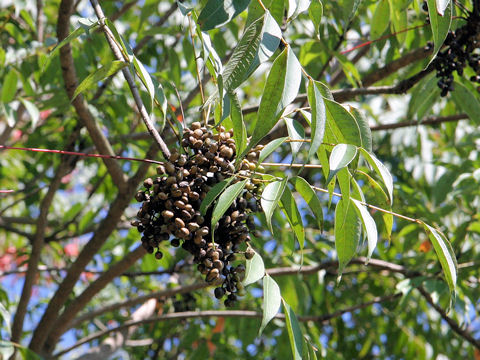 Rhus succedanea