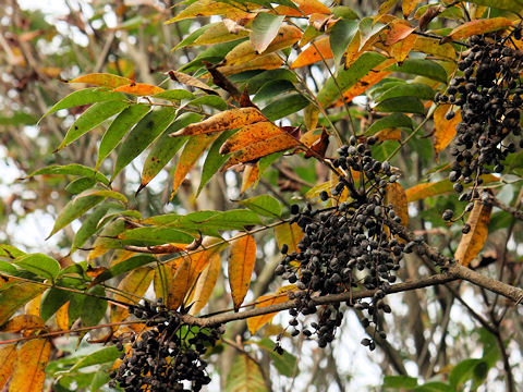 Rhus succedanea