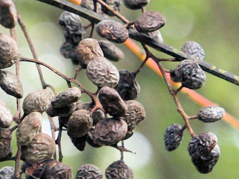 Rhus succedanea