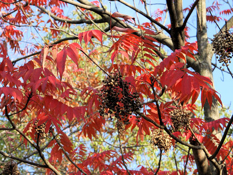 Rhus succedanea