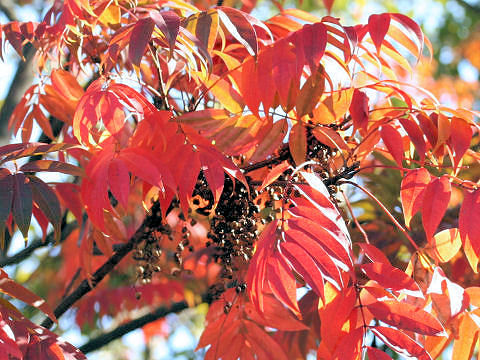 Rhus succedanea