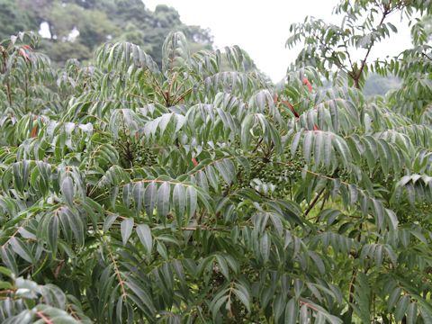 Rhus succedanea