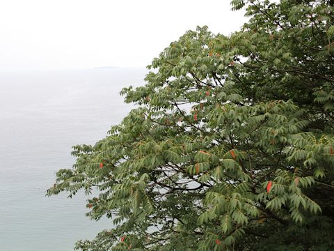 Rhus succedanea