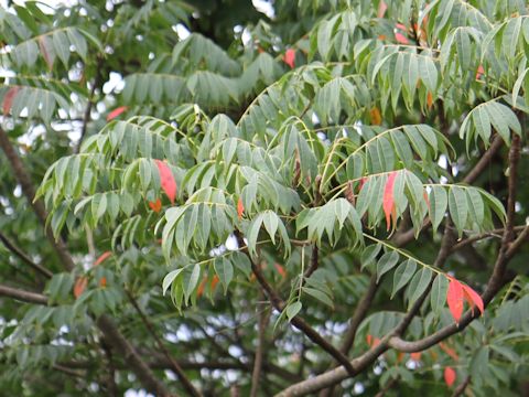 Rhus succedanea