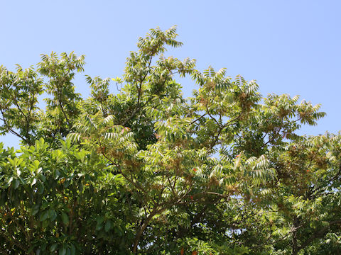 Rhus succedanea