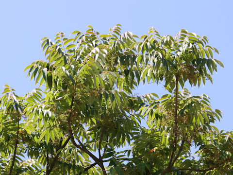 Rhus succedanea