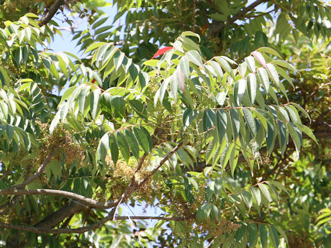 Rhus succedanea