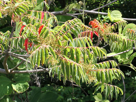 Rhus succedanea