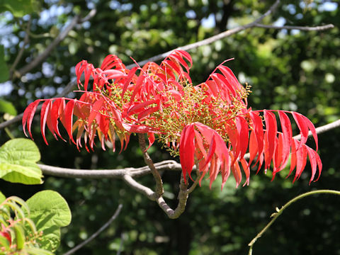 Rhus succedanea