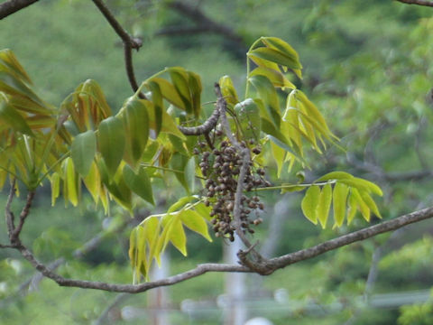 Rhus succedanea