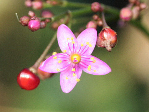 Talinum triangulare