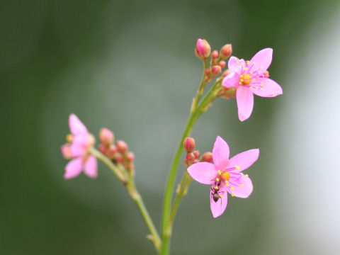 Talinum triangulare