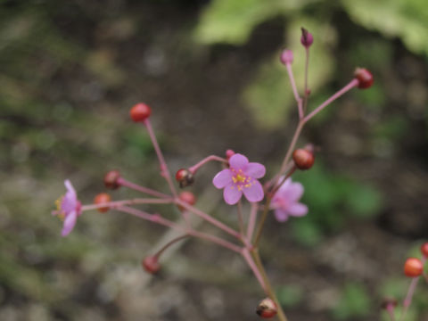 Talinum triangulare