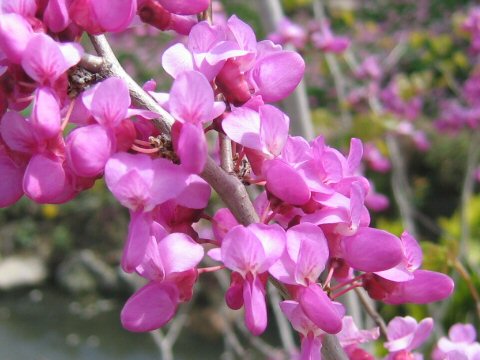 Cercis chinensis