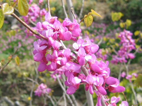 Cercis chinensis