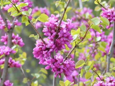 Cercis chinensis