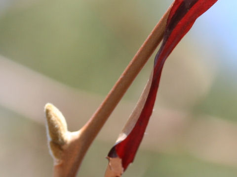 Cercis chinensis