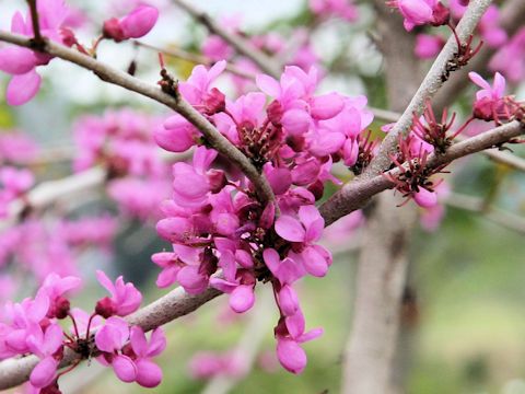 Cercis chinensis