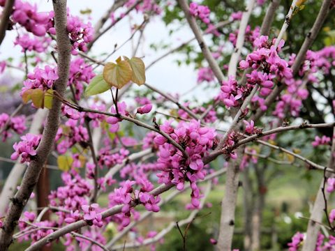 Cercis chinensis