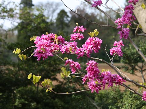 Cercis chinensis