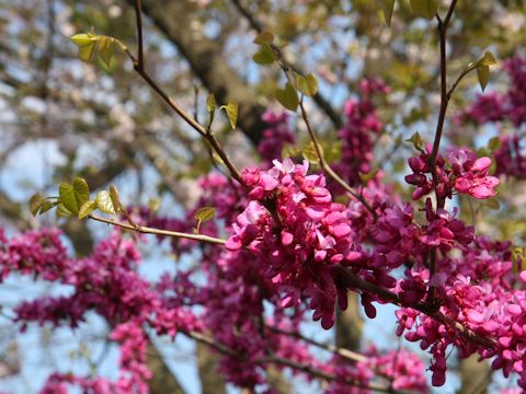 Cercis chinensis