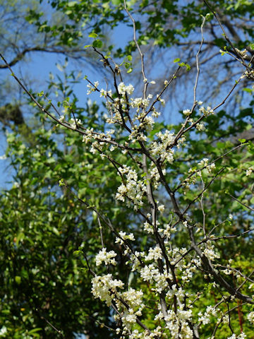 Cercis chinensis