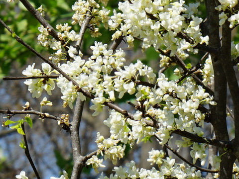 Cercis chinensis