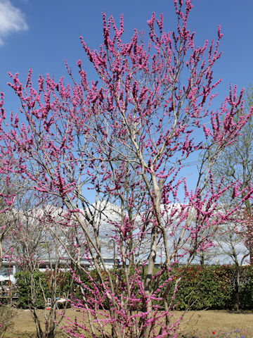 Cercis chinensis