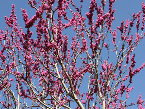 Cercis chinensis