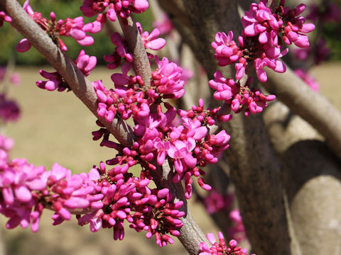 Cercis chinensis