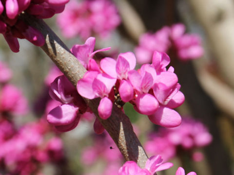 Cercis chinensis