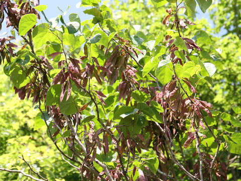 Cercis chinensis