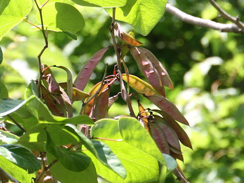 Cercis chinensis