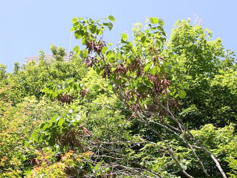 Cercis chinensis