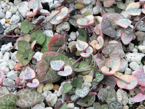 Ceropegia woodii