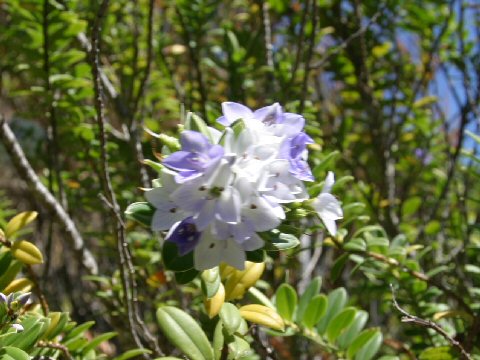 Hebe diosmifolia