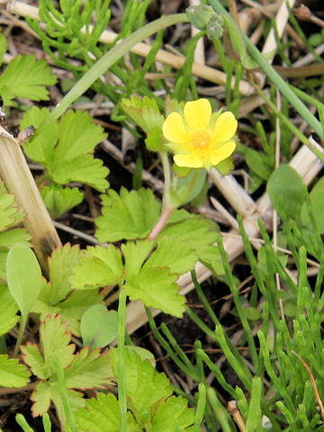 Duchesnea chrysantha