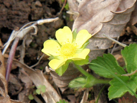 Duchesnea chrysantha