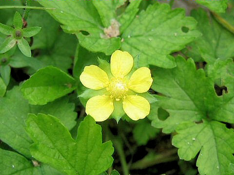 Duchesnea chrysantha