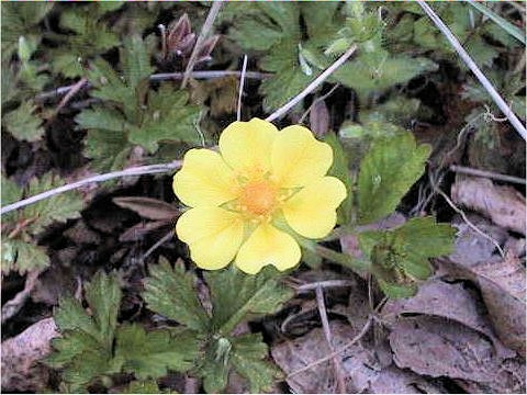 Duchesnea chrysantha