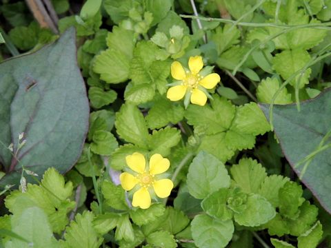 Duchesnea chrysantha