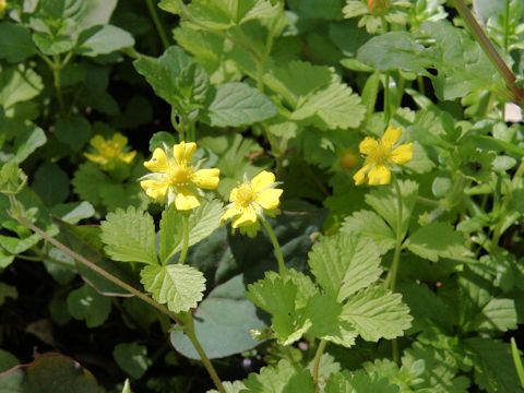 Duchesnea chrysantha