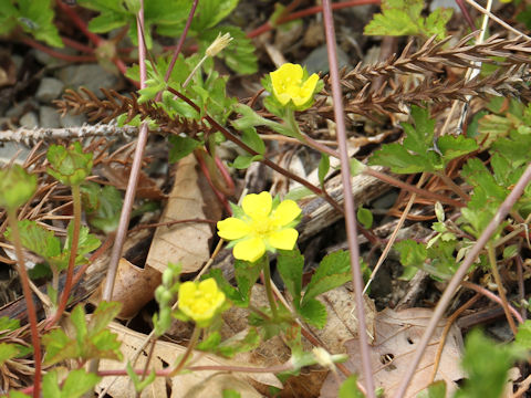 Duchesnea chrysantha