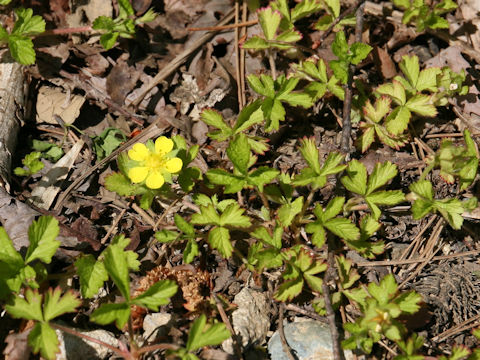 Duchesnea chrysantha