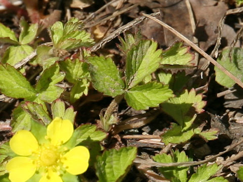 Duchesnea chrysantha