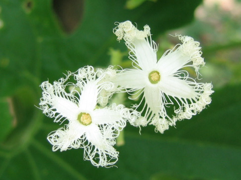 Trichosanthes anguina